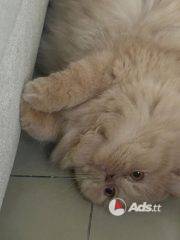 e91b517f-a6c2-4008-ba45-b2bb1e8a83fd