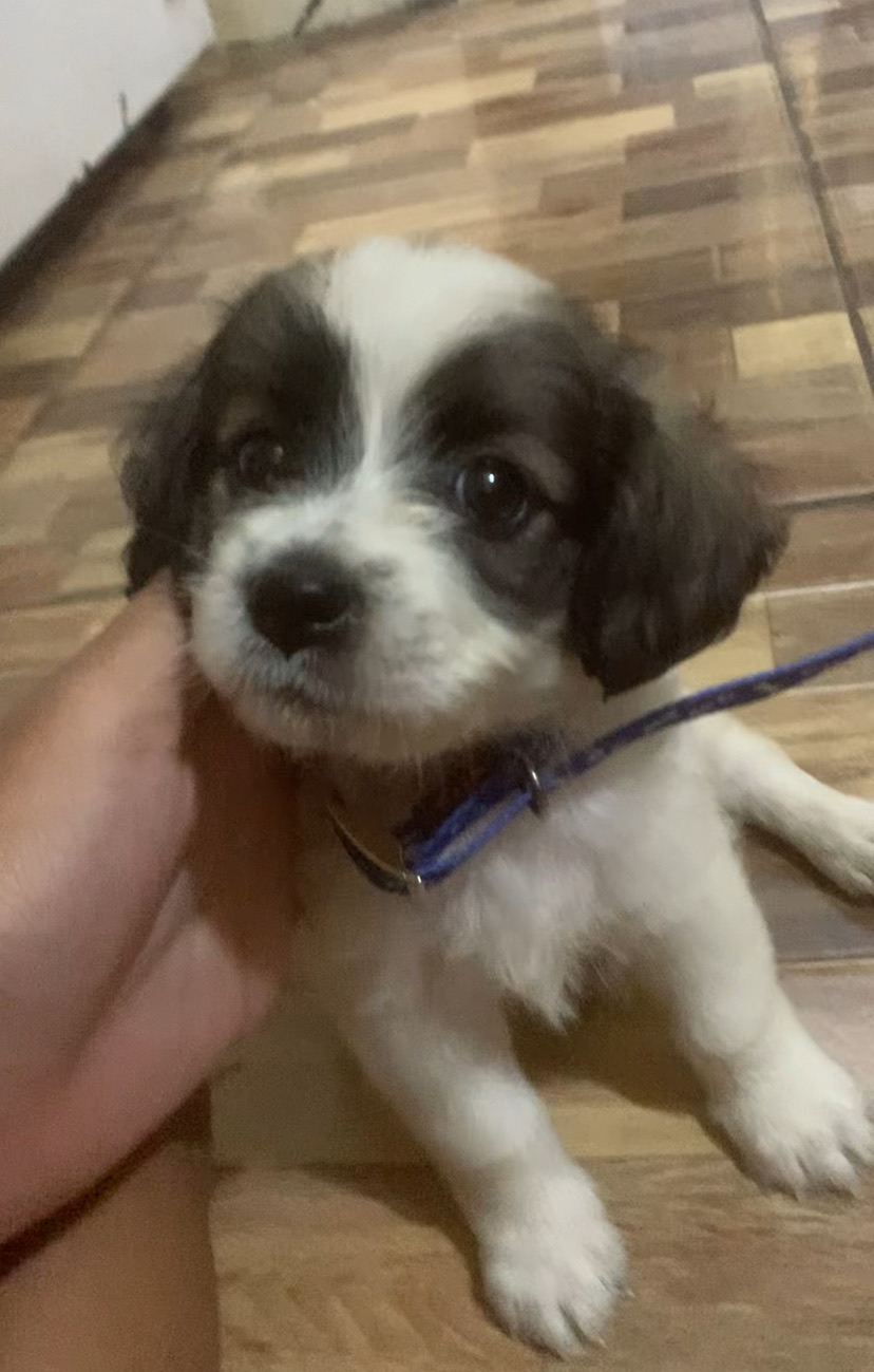 Male maltipoo for sale