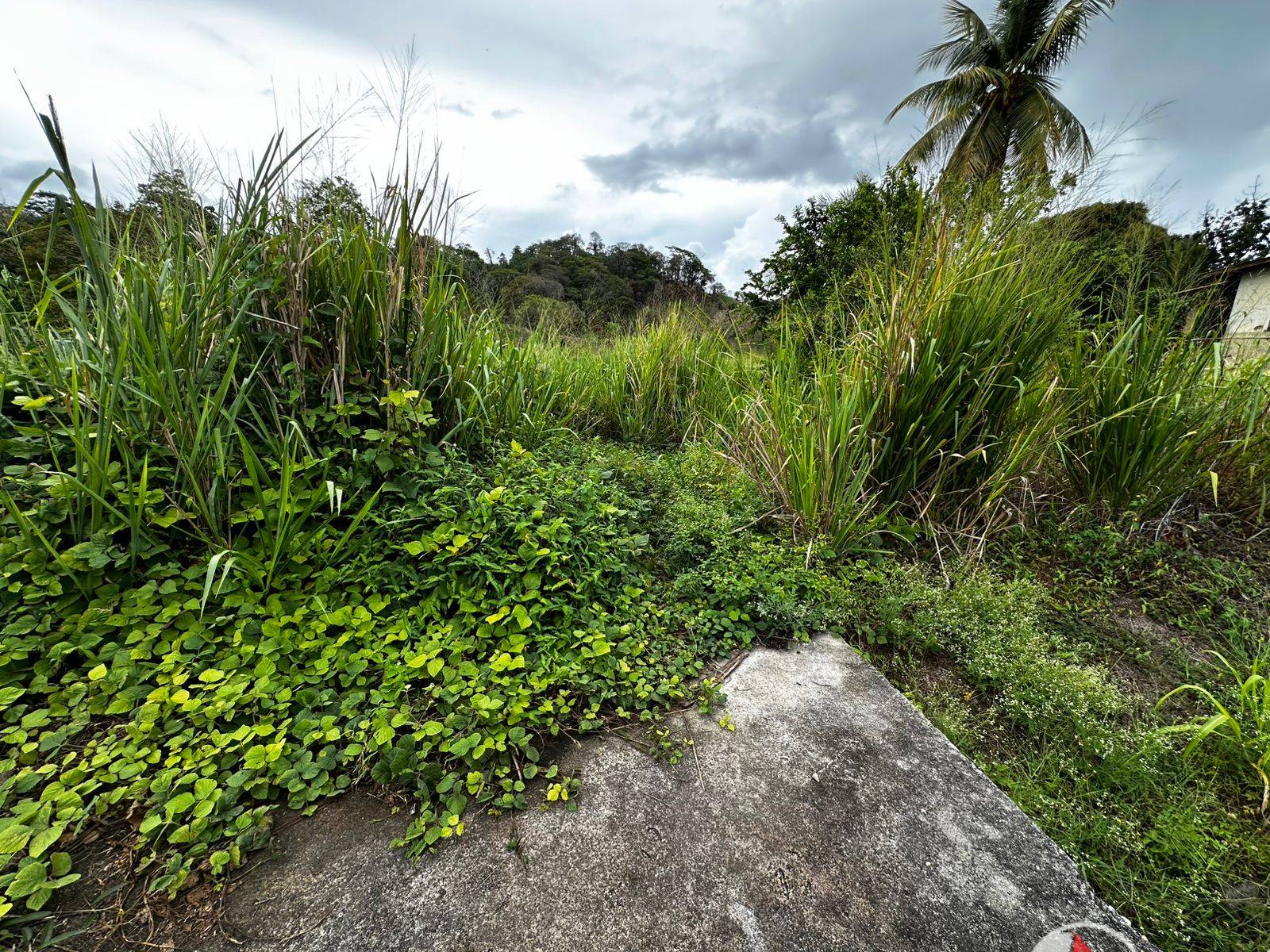 5 Acres of Land for Sale in La Lune Moruga (Freehold)