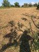 Plots for Sale in Southern Main Road Freeport (557.6 sq.m each (Over 1 Lot))