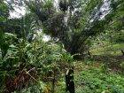 5 Acres of Freehold Land for Sale in Rio Claro