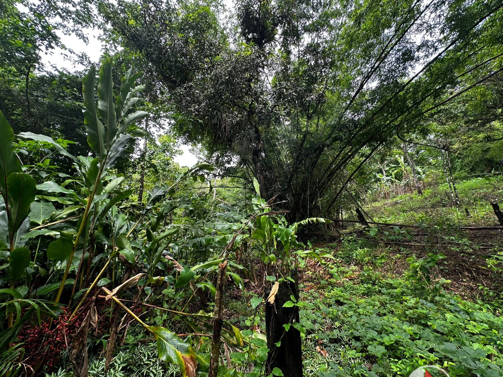 5 Acres of Freehold Land for Sale in Rio Claro