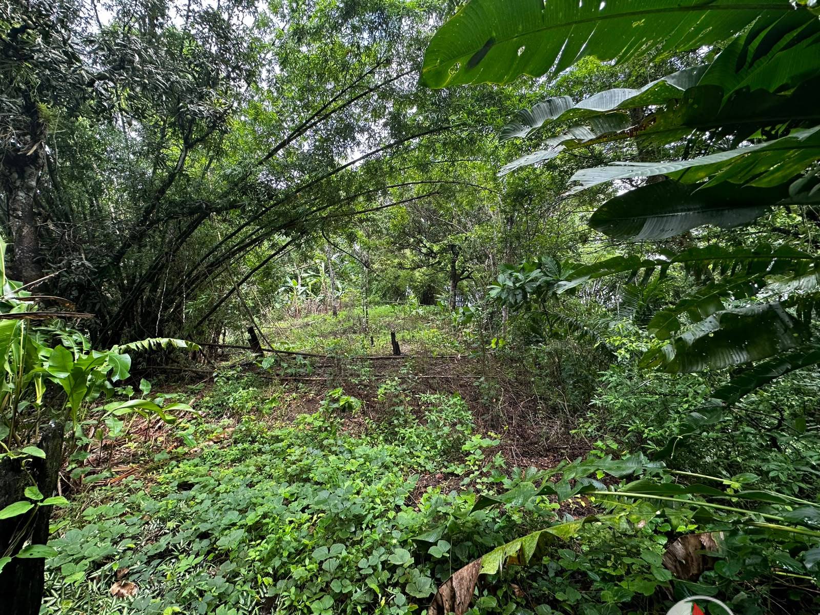 5 Acres of Freehold Land for Sale in Rio Claro