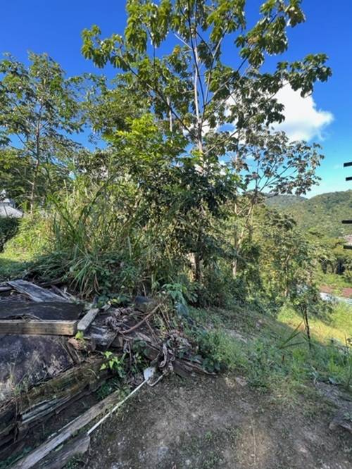 Plot at Hillsboro, Trinidad