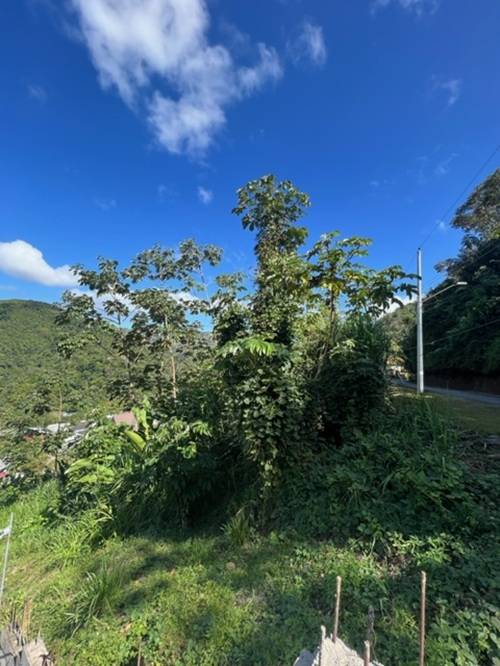 Plot at Hillsboro, Trinidad