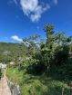 Plot at Hillsboro, Trinidad