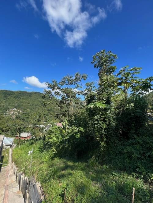 Plot at Hillsboro, Trinidad