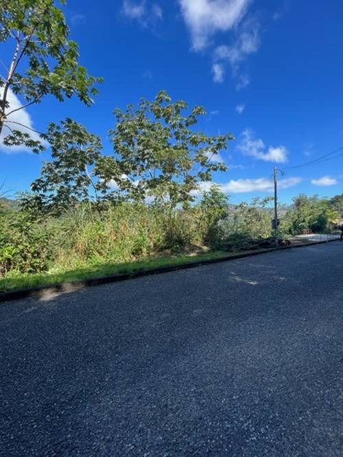 Plot at Hillsboro, Trinidad
