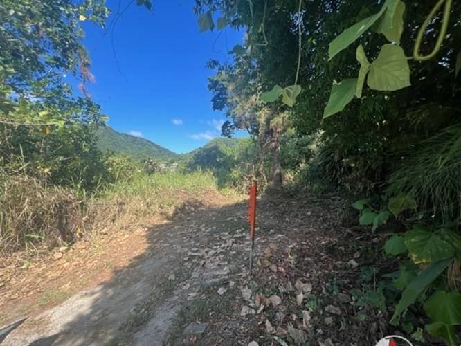 Plot at Hillsboro, Trinidad