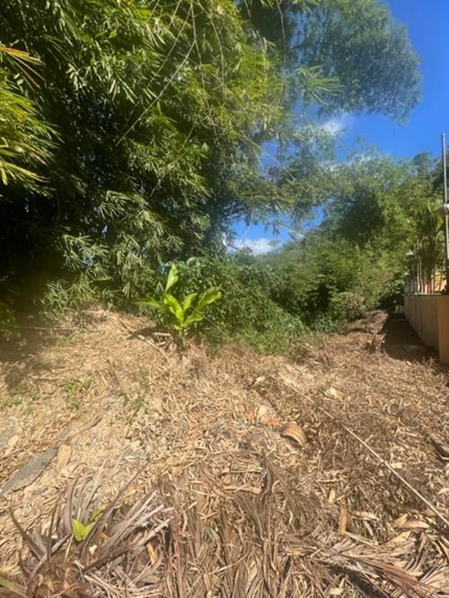 Plot at Hillsboro, Trinidad