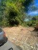 Plot at Hillsboro, Trinidad