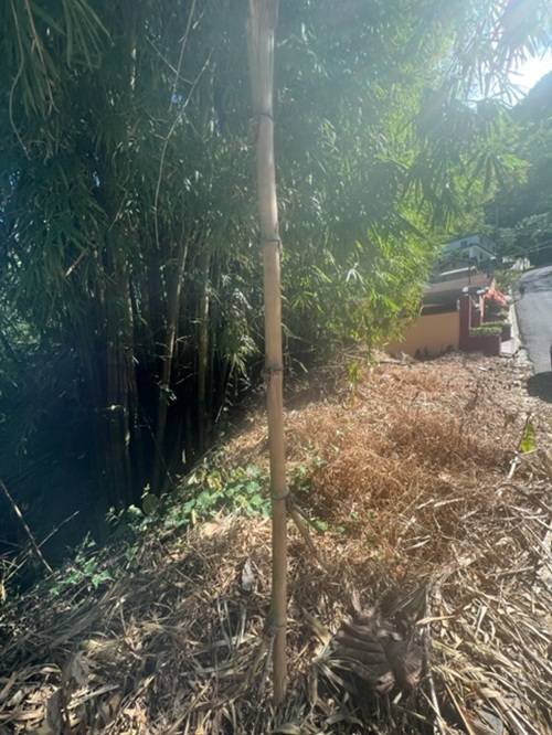 Plot at Hillsboro, Trinidad