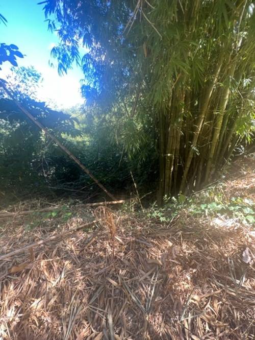 Plot at Hillsboro, Trinidad