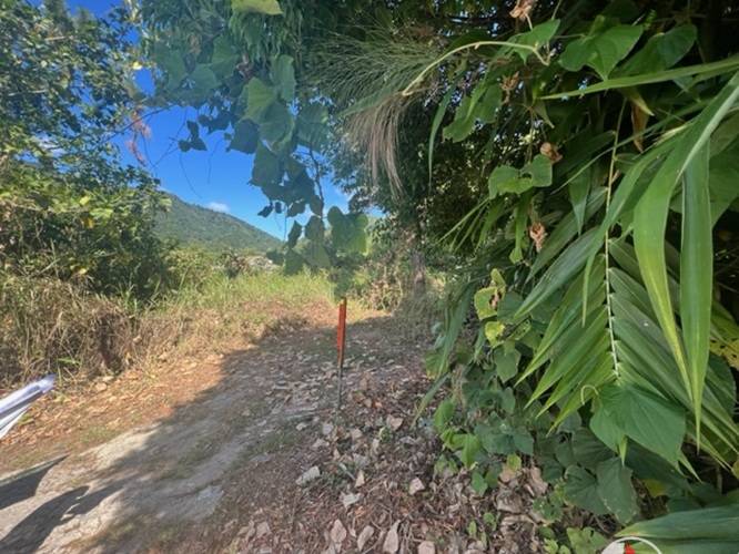 Plot at Hillsboro, Trinidad