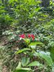Acreage for sale at Loango, Trinidad