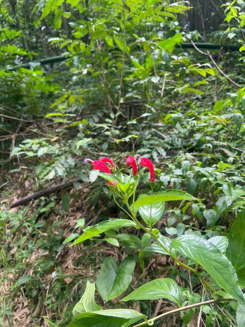 Acreage for sale at Loango, Trinidad