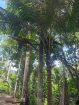Acreage for sale at Loango, Trinidad