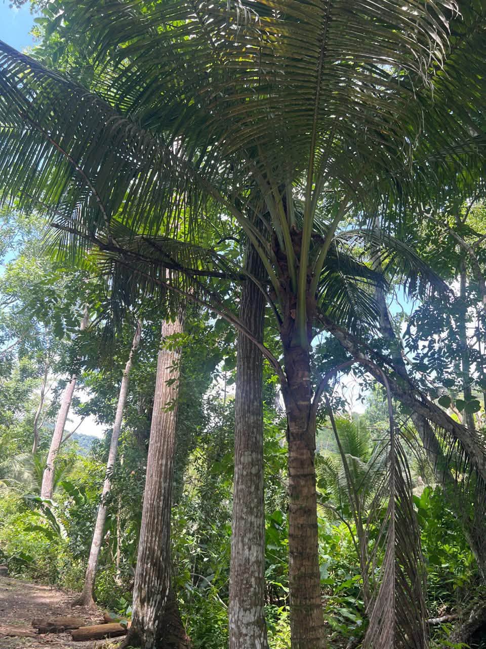 Acreage for sale at Loango, Trinidad