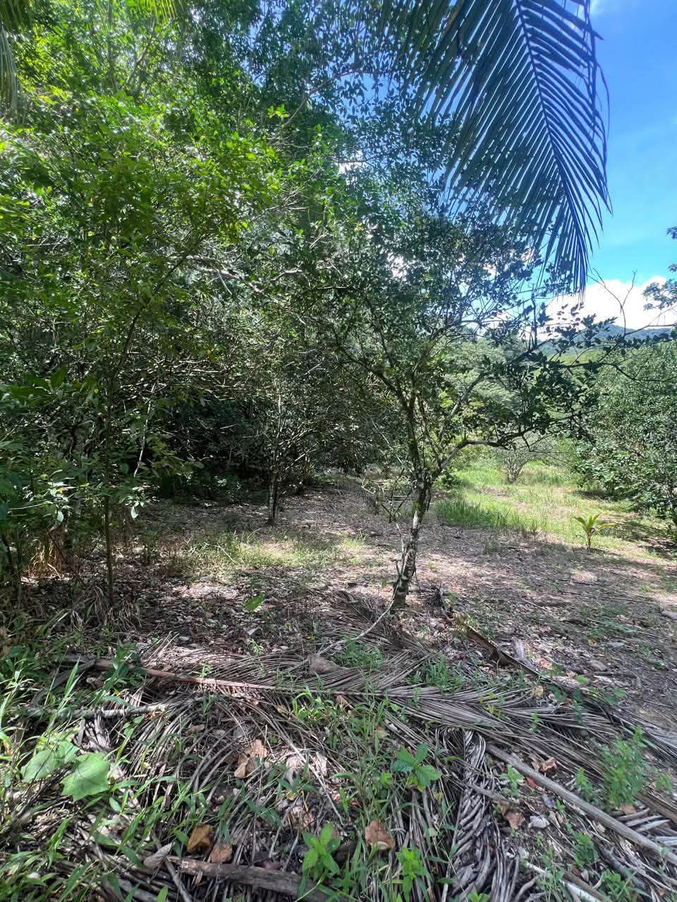 Acreage for sale at Loango, Trinidad