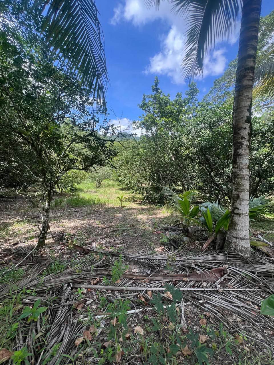 Acreage for sale at Loango, Trinidad